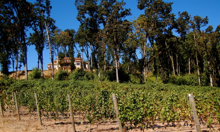 Home and vineyard shot