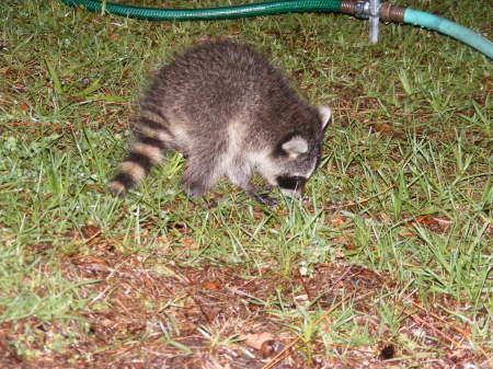BABY RACOON IN MY FRONT YARD ON 4/26/09