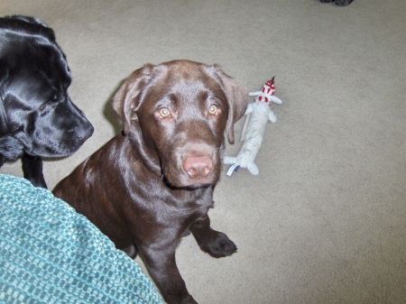 jaime's chocolate lab, kayla