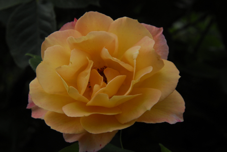 Hybrid tea rose:  "SULTRY"