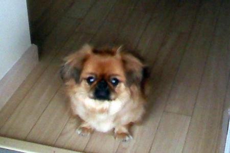 Peeky my pekingese