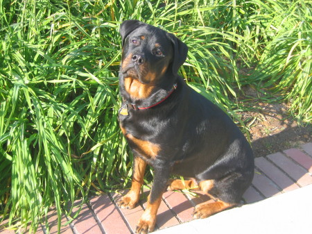 Heidi, our loving lapdog - Rottweiler