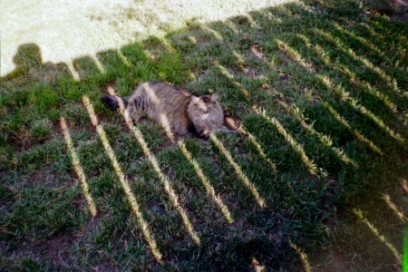 Sophie in the grass