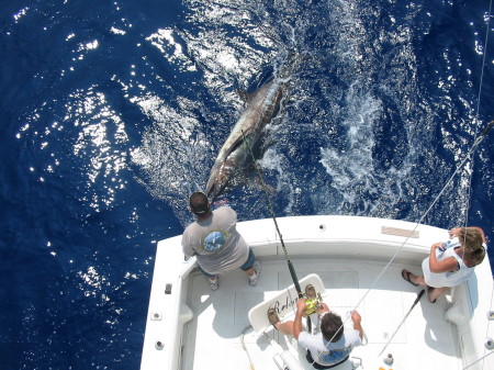 Marlin we caught and released in Hawaii