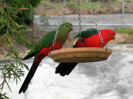 Pair of King Parrots