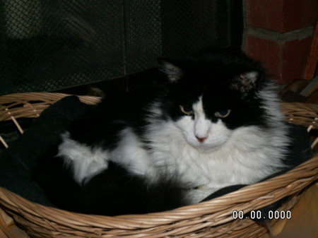 Liza in her basket