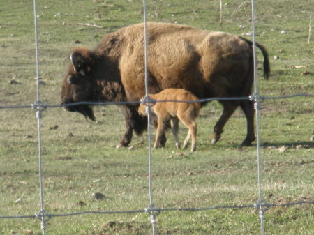 New Buffalo Baby