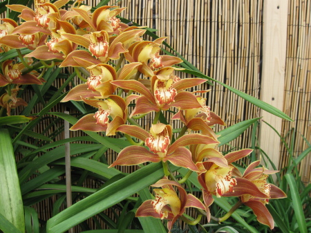 Cymbidium orchids