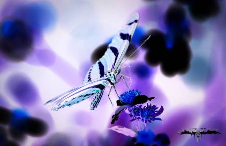 Butterfly art