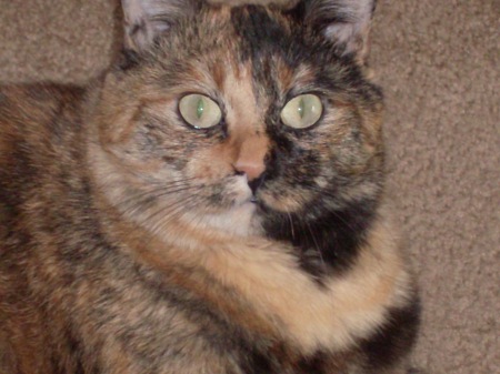 Millie, my fat Tortie cat