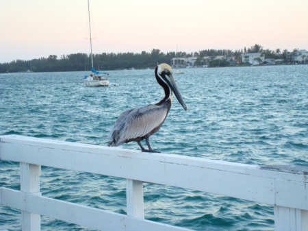 Feathered friend