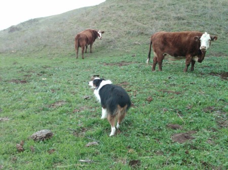 Chuck herding cows