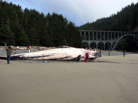 40' Fin Whale