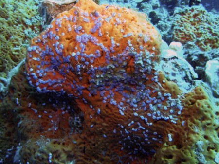 coral colors52