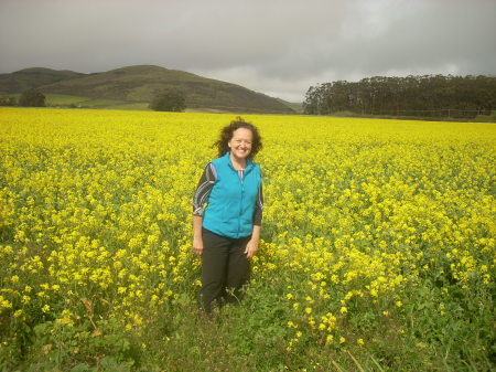 judi mustard field