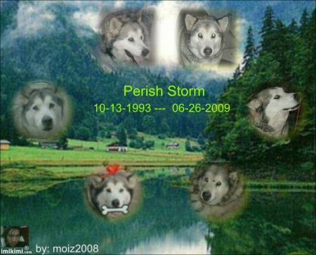 persih storm 1