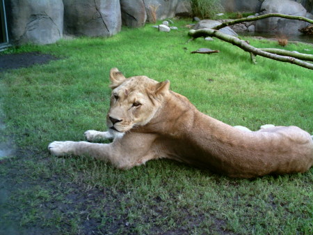 Lioness again