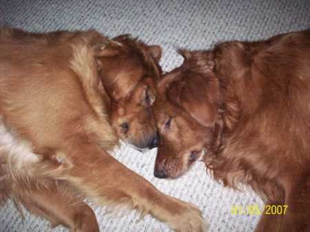 My Golden Retrievers!