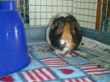 Pet guinea pig