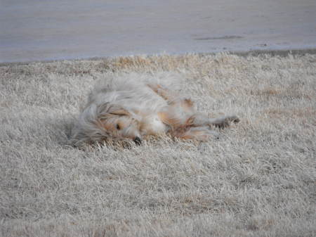 Blondie, Wheaten Terrier Mix