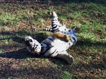 Imara, the Bengal tiger cub