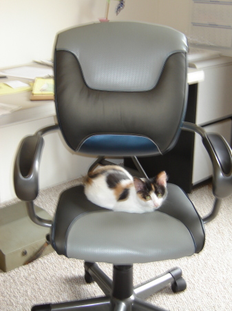 Sissie in my office chair