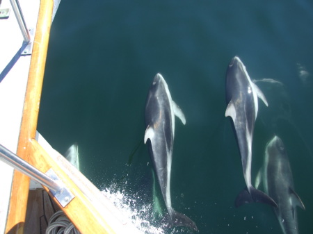 Dolphins riding our bow wake