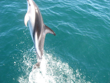 Dolphin; Pac Ocean; 1 1/2 hrs froom NZ coast