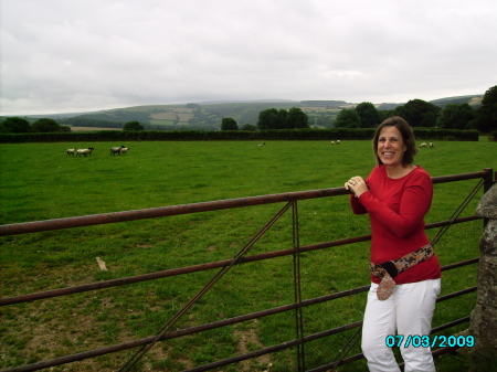 counting sheep in the UK