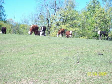 Our cattle