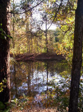 Backyard SE TX 11/09