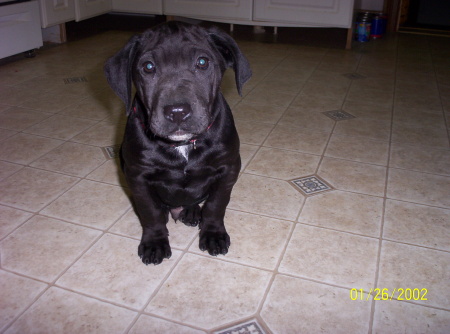 Butchie when he was a pup