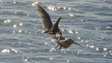 seagull sparing