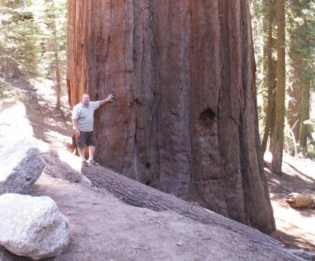 Lou by a mid-sized Giant Sequoia