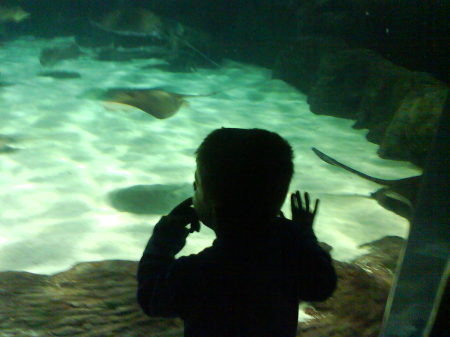 Jackson's at the aquarium