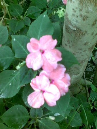 flower_06