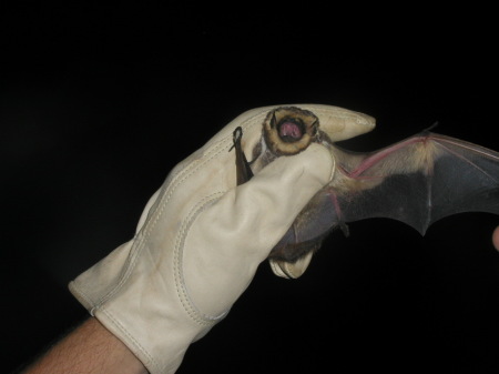 Hoary Bat