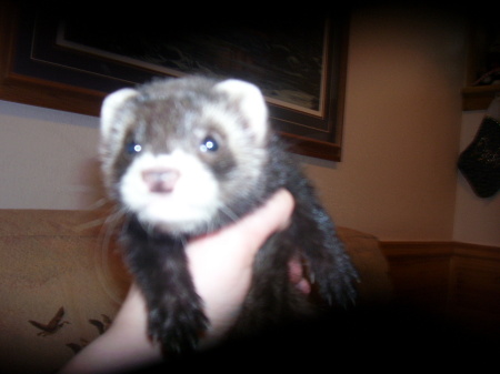 Benny the Ferret