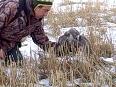 falconry hunt in Montana, photo #13