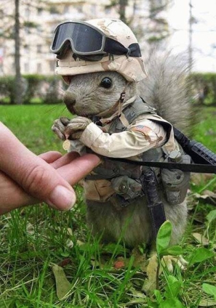 Combat Squirrel