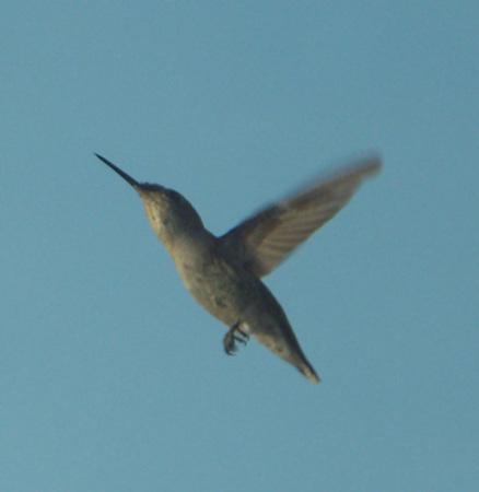 Humming Bird #2