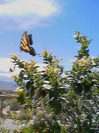 Western Swallowtail Butterfly