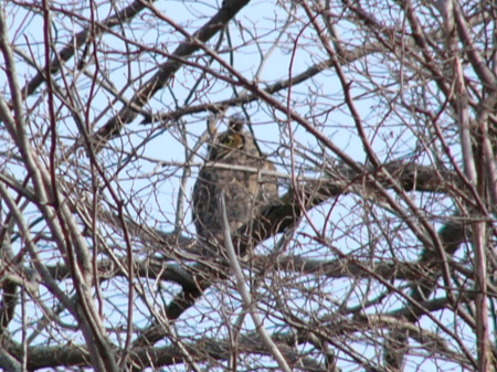 Great Horned Owl, Minnesota Arboretum