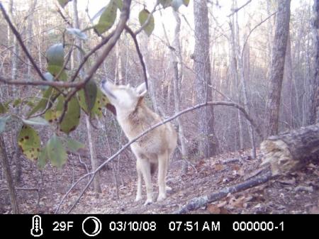 A BLONDE COYOTE