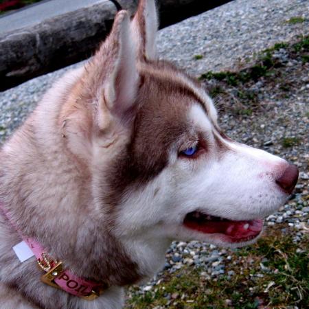 Taquayla my husky grown up