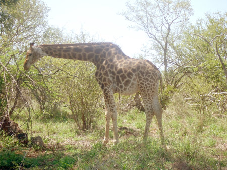 South African Giraffe