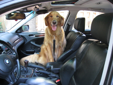 Duke waiting for his driving lesson.  6/09