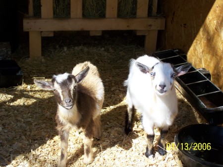 My Baby Pygmy Goats Spanky & Sprockett