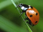 ladybug4