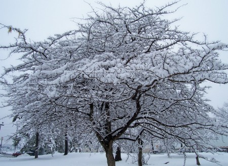 D.C. Winter 2